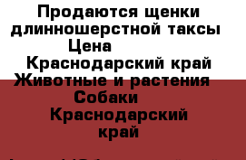 Продаются щенки длинношерстной таксы › Цена ­ 5 000 - Краснодарский край Животные и растения » Собаки   . Краснодарский край